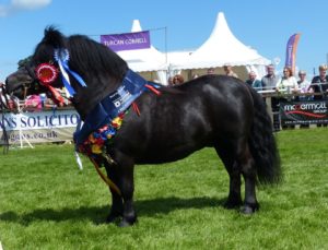 Wells Shetland Pony Scottish Show
